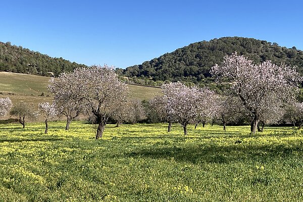 Mandelbäume auf Mallorca blühen