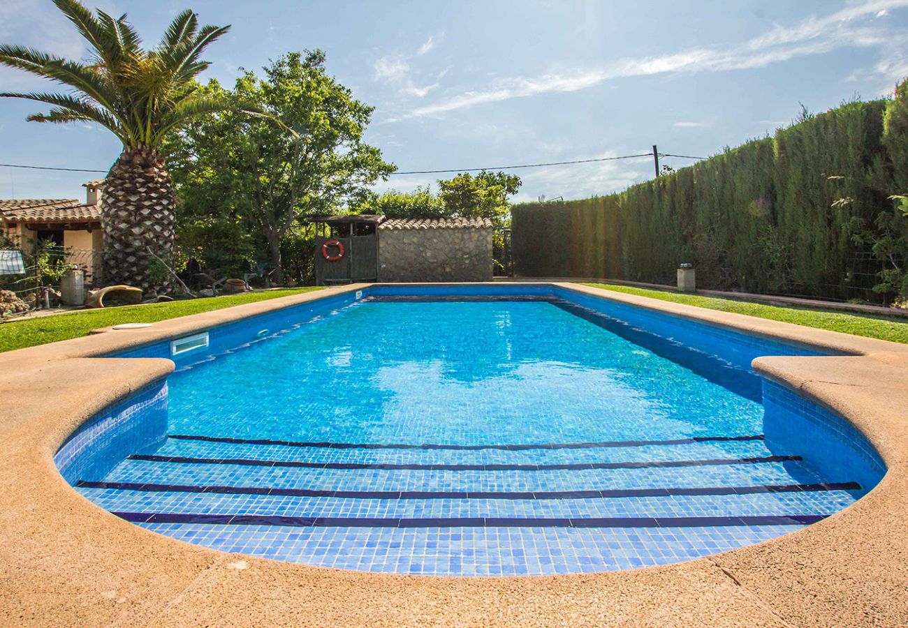 Poolbereich mit Palme der Finca Alcadeno bei Alaró