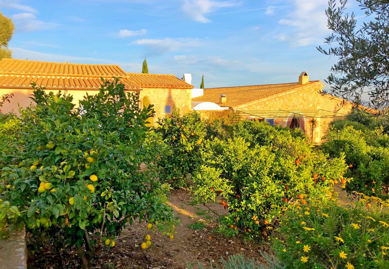 Obstgarten der Finca Vista Bonita bei Arta