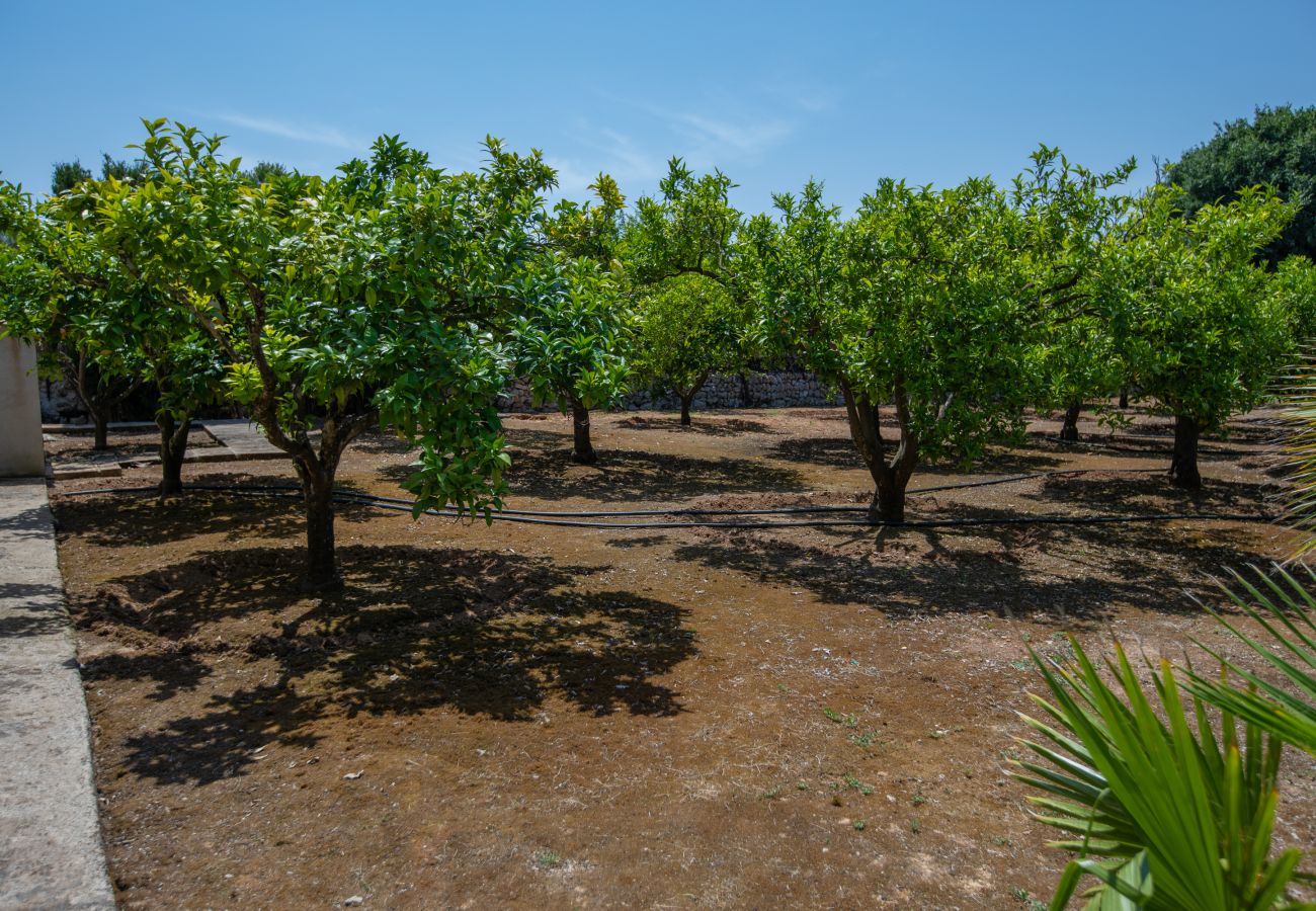Grundstück und Bäume der Finca Las Naranjas in Costix