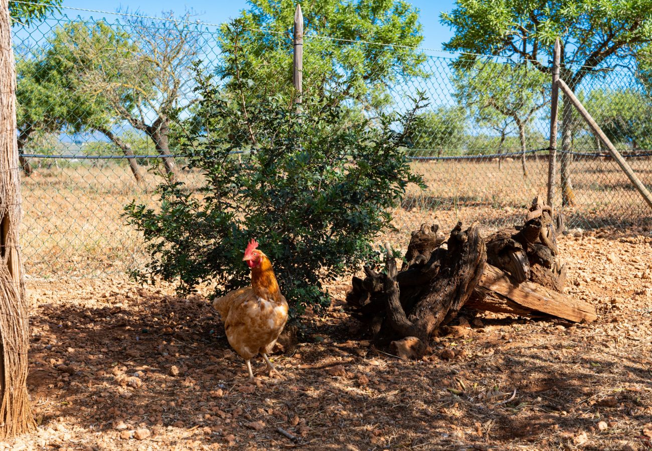 Hühner und Natur der Finca Ses Cases bei Manacor