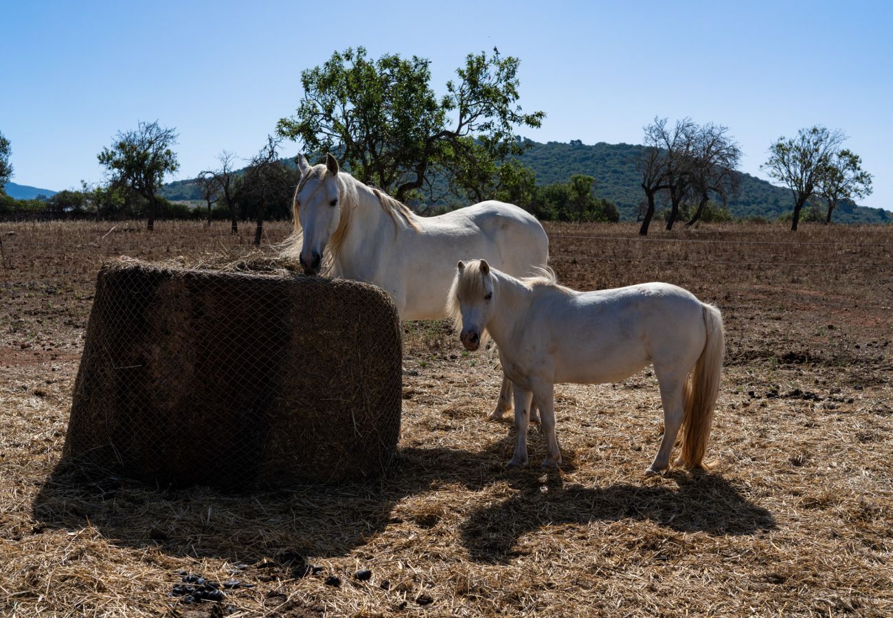 Pferde und Land der Finca Ses Cases bei Manacor